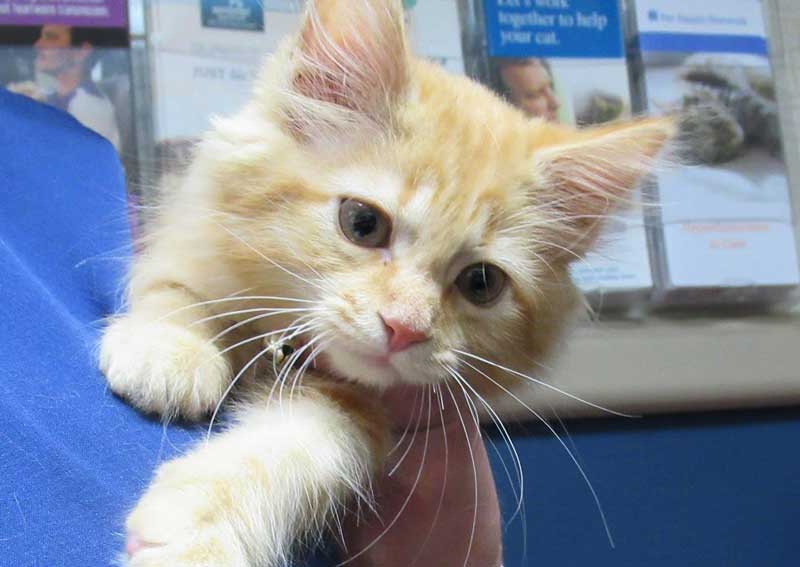 Carousel Slide 3: Cat & Dog Boarding