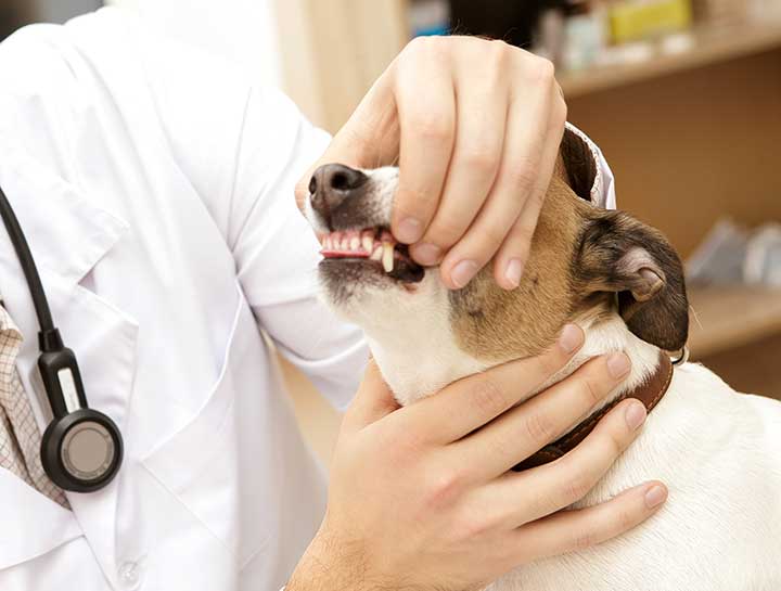 Pet Dental Care