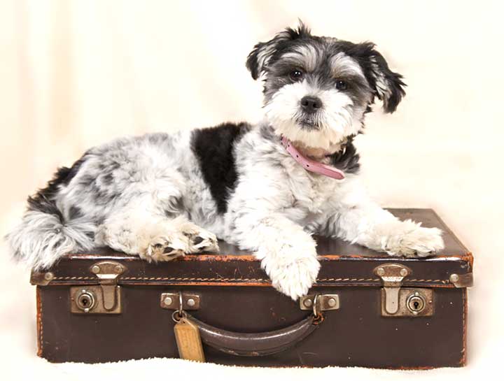 Pet Health Certificates