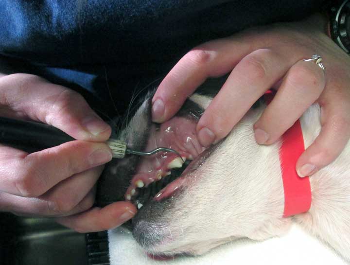 Pet Dental Care in $city