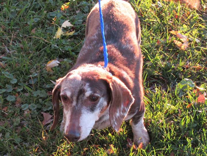 $City Elderly Dog & Cat Care